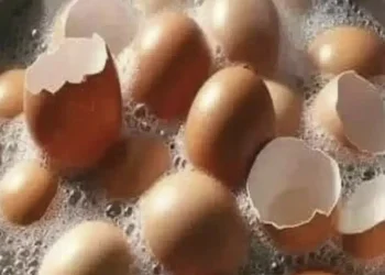 Αντί να Πετάει τα Τσόφλια από τα Αυγά, τα Έριχνε στον Κήπο της. Ιδού το Θαύμα