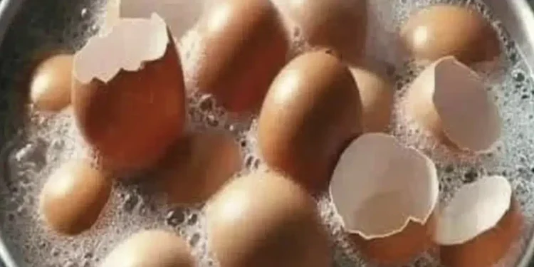 Αντί να Πετάει τα Τσόφλια από τα Αυγά, τα Έριχνε στον Κήπο της. Ιδού το Θαύμα