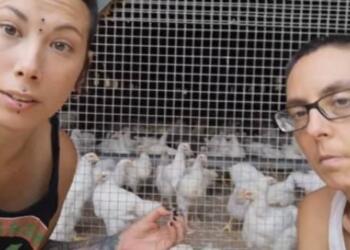 Vegan ακτιβίστριες σπάνε αυγά σε κοτέτσι επειδή οι κόκορες Bιάζouv τις κότες