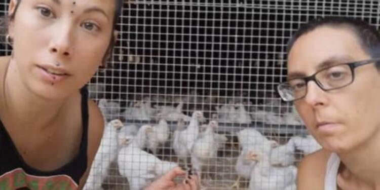 Vegan ακτιβίστριες σπάνε αυγά σε κοτέτσι επειδή οι κόκορες Bιάζouv τις κότες