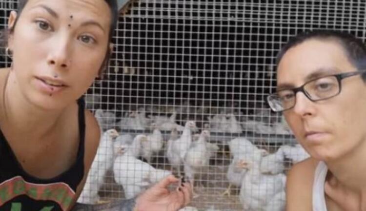 Vegan ακτιβίστριες σπάνε αυγά σε κοτέτσι επειδή οι κόκορες Bιάζouv τις κότες