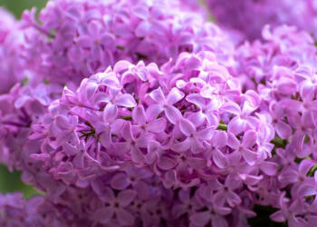 Γιατί οι Πασχαλιές θεωρούνται ευλογημένες από την Παναγία