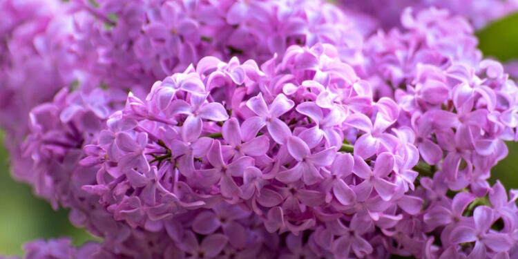 Γιατί οι Πασχαλιές θεωρούνται ευλογημένες από την Παναγία