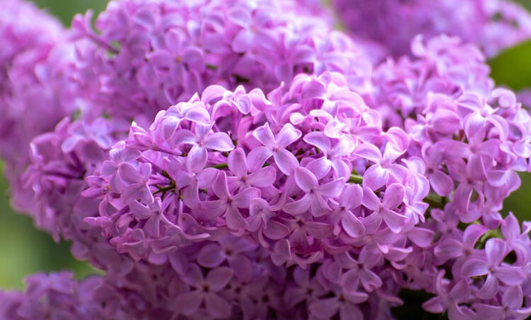 Γιατί οι Πασχαλιές θεωρούνται ευλογημένες από την Παναγία