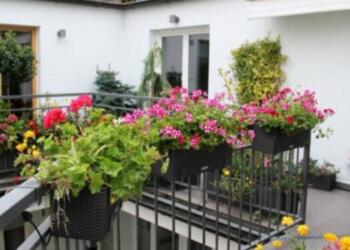 Μην το βάζετε στο σπίτι σας: Το φυτό που έχουμε όλοι και προκαλεί προβλήματα στην καρδιά