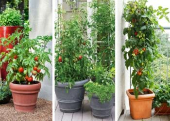 Φύτεψε δίπλα από τις ντομάτες του βασιλικό – Μόλις δείτε το λόγο θα μείνετε άφωνοι