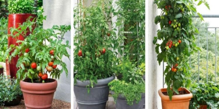 Φύτεψε δίπλα από τις ντομάτες του βασιλικό – Μόλις δείτε το λόγο θα μείνετε άφωνοι