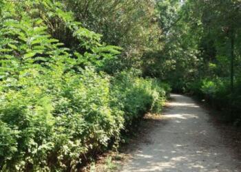 Μητέρα άφησε το μωρό της σε ένα πάρκο με ένα σημείωμα και έφυγε… Όμως 4 χρόνια μετά…