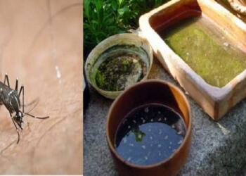 Κουνούπια τέλος : Θα τα βλέπετε μόνο ζωγpαφιστά και σε διαφημίσεις εαν κάνετε αυτά