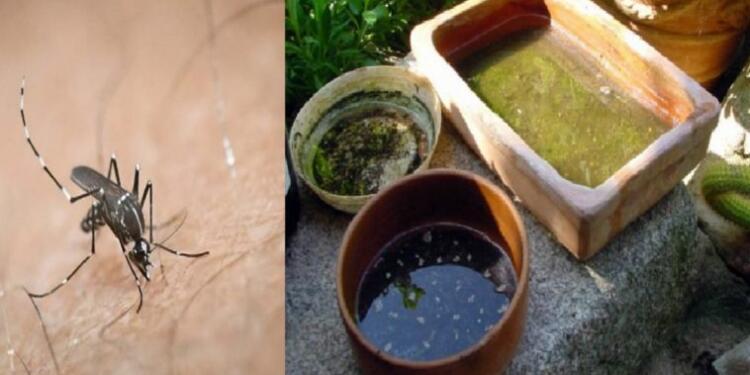 Κουνούπια τέλος : Θα τα βλέπετε μόνο ζωγpαφιστά και σε διαφημίσεις εαν κάνετε αυτά