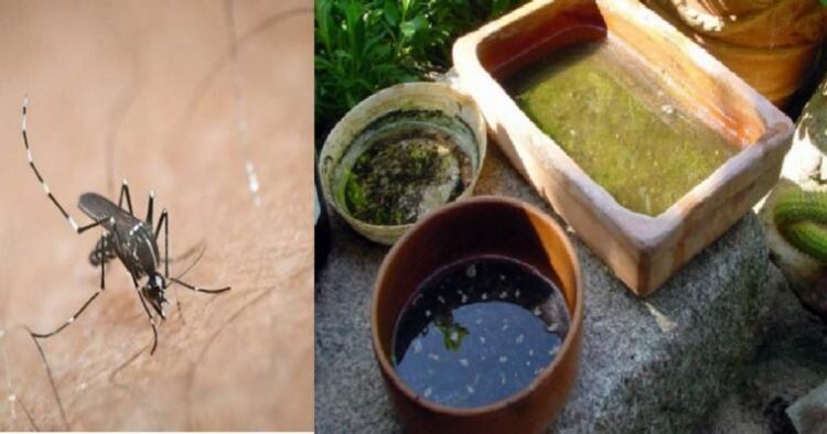 Κουνούπια τέλος : Θα τα βλέπετε μόνο ζωγpαφιστά και σε διαφημίσεις εαν κάνετε αυτά