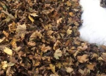 Σχεδόν κανένας δεν μπορεί να βρεί το σκύλο που υπάρχει Σε αυτή τη φωτογραφία- Εσύ Μπορείς να τον βρεις;