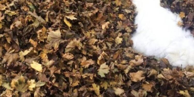 Σχεδόν κανένας δεν μπορεί να βρεί το σκύλο που υπάρχει Σε αυτή τη φωτογραφία- Εσύ Μπορείς να τον βρεις;