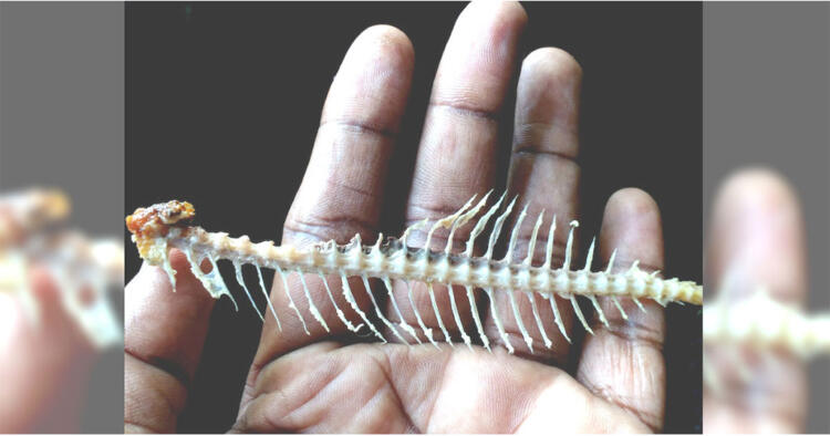 Να τι πρέπει να φάτε εάν κολλήσει κόκαλο από ψάρι στο λαιμό σας