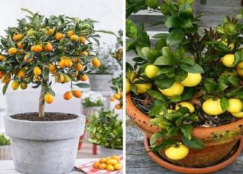 Φανταστικό: Πώς να μεγαλώσετε εύκολα μια λεμονιά από έναν μόνο σπόρο στο σπίτι σας!