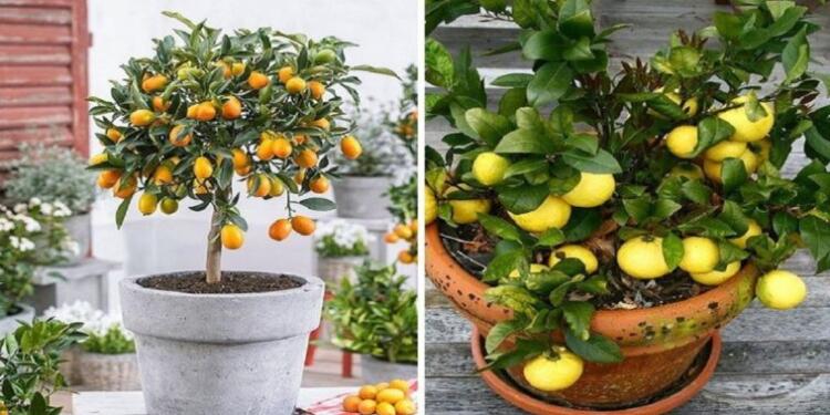 Φανταστικό: Πώς να μεγαλώσετε εύκολα μια λεμονιά από έναν μόνο σπόρο στο σπίτι σας!