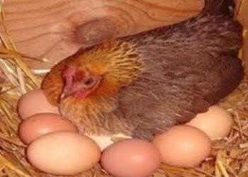 Το μυστικό της γιαγιάς για να γεννάνε ασταμάτητα οι κότες σας αυγά