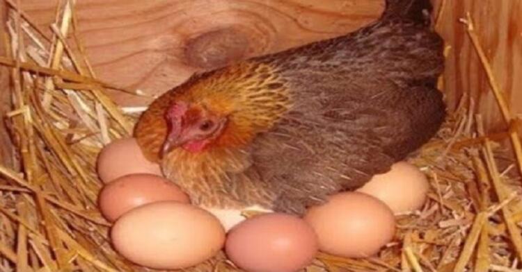 Το μυστικό της γιαγιάς για να γεννάνε ασταμάτητα οι κότες σας αυγά