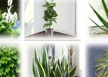 Αυτά τα φυτά είναι βόμβες οξυγόνου – Πάρτε τουλάχιστον ένα στο σπίτι σας