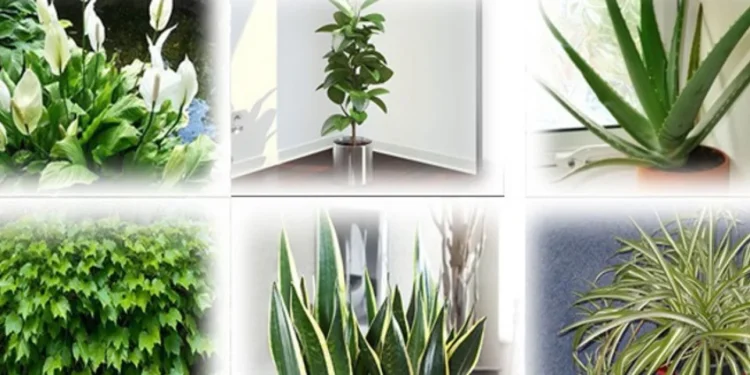 Αυτά τα φυτά είναι βόμβες οξυγόνου – Πάρτε τουλάχιστον ένα στο σπίτι σας