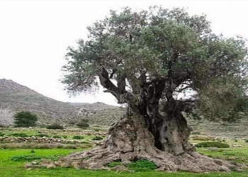 Η Παναγία και η ευλογία στην Ελιά – Μια όμορφη ιστορία