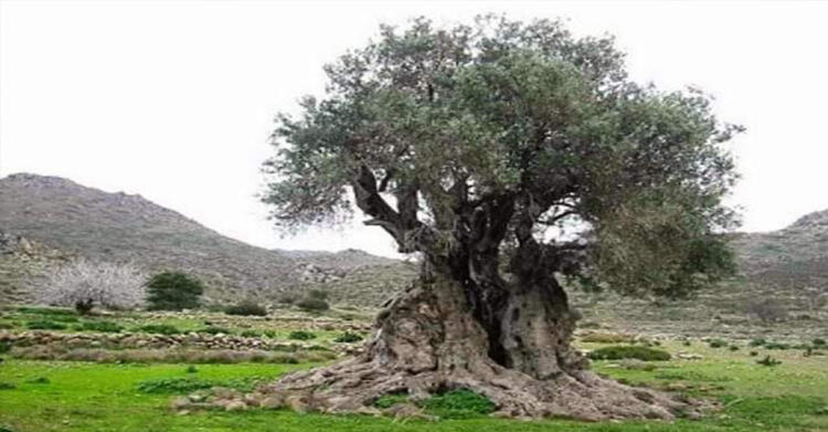 Η Παναγία και η ευλογία στην Ελιά – Μια όμορφη ιστορία