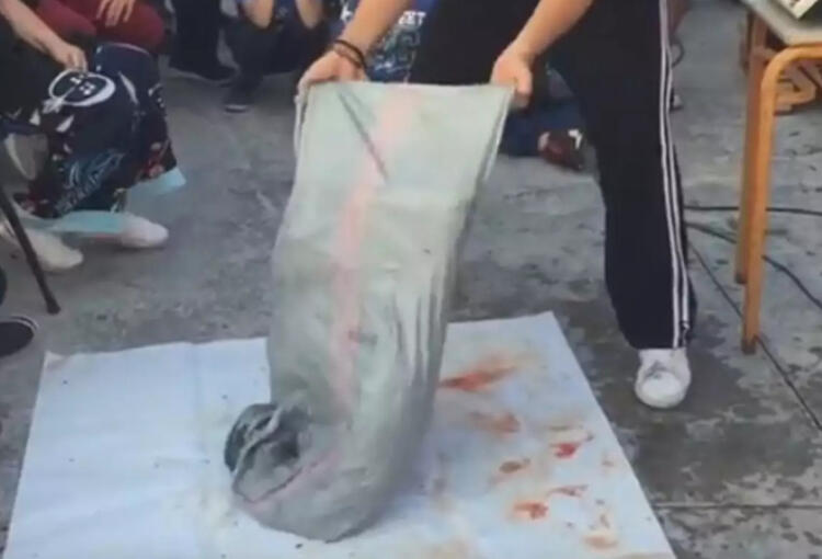 Καλαμάτα: Η στιγμή που ο ψαροντουφεκάς ανοίγει τον σάκο και αφήνει τους πάντες με το στόμα ανοιχτό