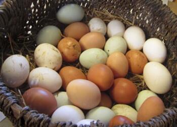 Πως θα γεννάνε οι κότες ασταμάτητα: Μυστικά διατροφής για περισσότερα αυγά!