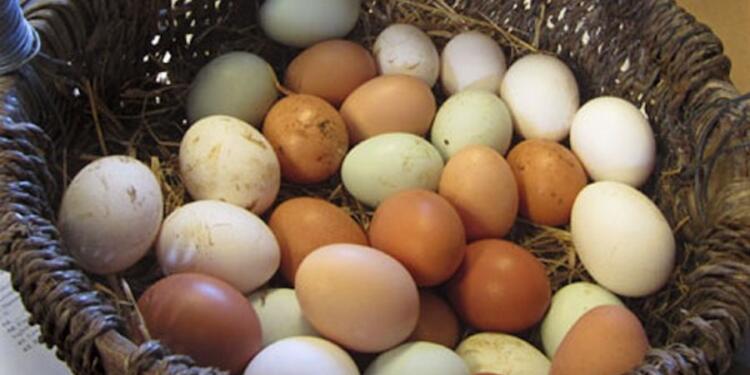 Πως θα γεννάνε οι κότες ασταμάτητα: Μυστικά διατροφής για περισσότερα αυγά!