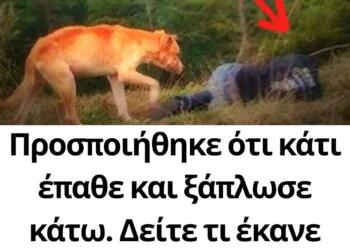 Προσποιήθηκε ότι κάτι έπαθε και ξάπλωσε κάτω. Δείτε τι έκανε τότε ένας αδέσποτος σκύλος