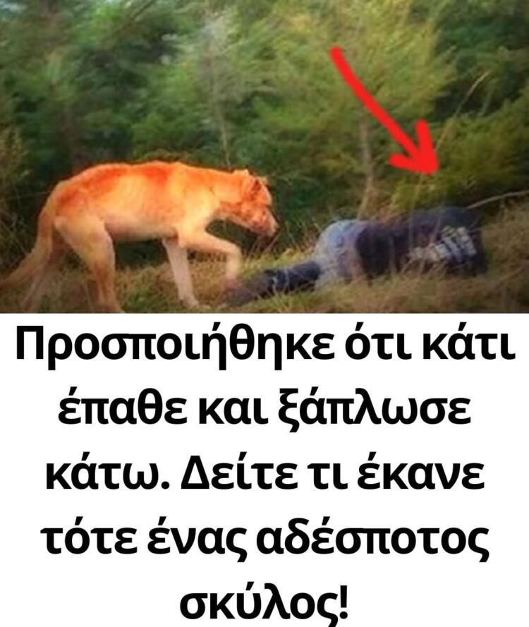 Προσποιήθηκε ότι κάτι έπαθε και ξάπλωσε κάτω. Δείτε τι έκανε τότε ένας αδέσποτος σκύλος