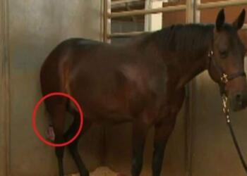 Το Άλογό Του Ήταν Έτοιμο Να Γεννήσει, Αλλά Μόλις Ο Κτηνίατρος Κοίταξε Ανάμεσα Στα Πόδια Του; Δεν Μπορούσε Να Το Πιστέψει