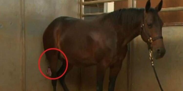 Το Άλογό Του Ήταν Έτοιμο Να Γεννήσει, Αλλά Μόλις Ο Κτηνίατρος Κοίταξε Ανάμεσα Στα Πόδια Του; Δεν Μπορούσε Να Το Πιστέψει