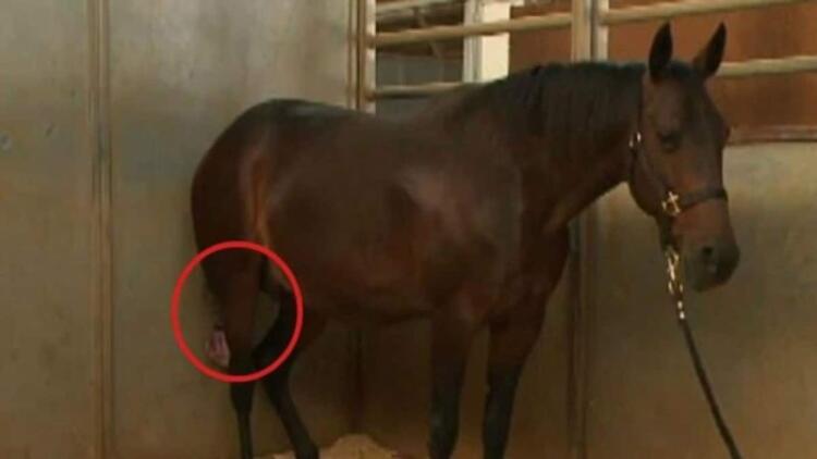 Το Άλογό Του Ήταν Έτοιμο Να Γεννήσει, Αλλά Μόλις Ο Κτηνίατρος Κοίταξε Ανάμεσα Στα Πόδια Του; Δεν Μπορούσε Να Το Πιστέψει