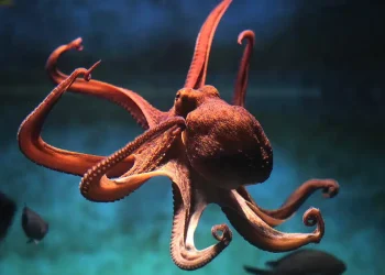 Γιατί «δεν πρέπει να τρώμε» πια χταπόδια…