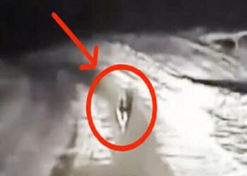 Ένας αστυνομικός είδε έναν γερμανικό ποιμενικό να τρέχει στη μέση του δρόμου. Δείτε όμως που τον οδήγησε…