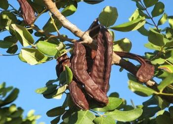 Η Χαρουπιά είναι το δέντρο εργοστάσιο, είναι ο χαμένος ελληνικός θησαυρός ! ! !