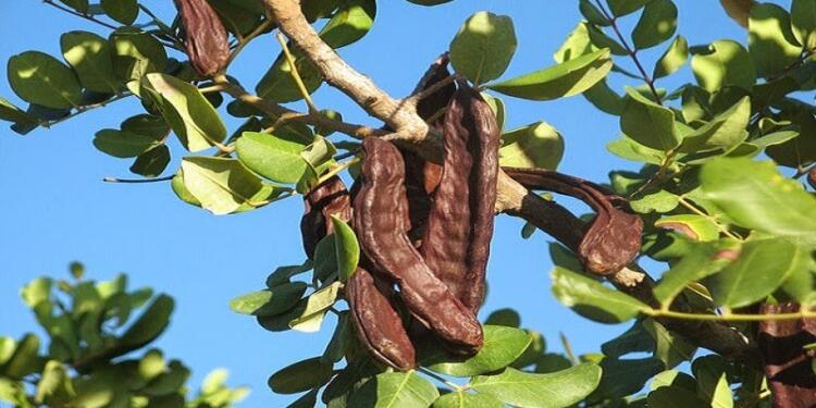 Η Χαρουπιά είναι το δέντρο εργοστάσιο, είναι ο χαμένος ελληνικός θησαυρός ! ! !