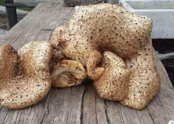 Κοζάνη: Είδε μπροστά του αυτή την εικόνα και έπαθε πλάκα – Τι διαπιστώθηκε στη συνέχεια