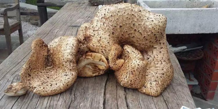 Κοζάνη: Είδε μπροστά του αυτή την εικόνα και έπαθε πλάκα – Τι διαπιστώθηκε στη συνέχεια