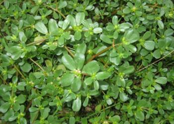 Ωφέλιμες ιδιότητες της γλιστρίδας που δεν γνωρίζατε