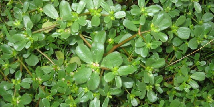 Ωφέλιμες ιδιότητες της γλιστρίδας που δεν γνωρίζατε