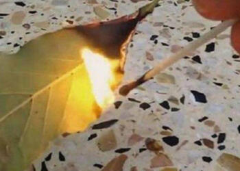 Κάψτε ένα φύλλο δάφνης στο σπίτι σας: Το γιατί θα σας αφήσει με το στόμα ανοιχτό