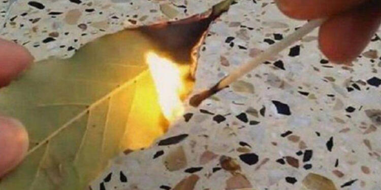 Κάψτε ένα φύλλο δάφνης στο σπίτι σας: Το γιατί θα σας αφήσει με το στόμα ανοιχτό