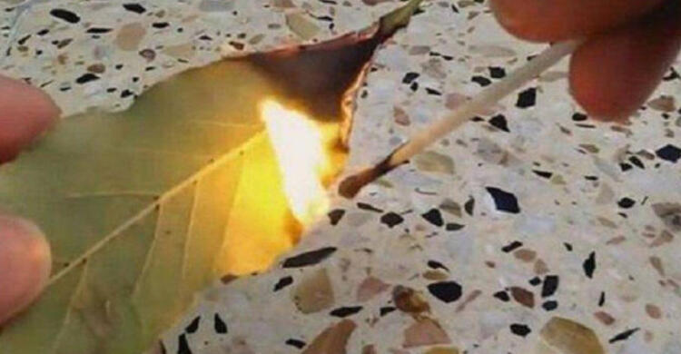 Κάψτε ένα φύλλο δάφνης στο σπίτι σας: Το γιατί θα σας αφήσει με το στόμα ανοιχτό