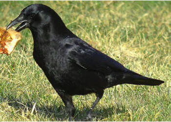 Τάιζε κοράκια στον κήπο της για χρόνια: Ποτέ δεν φανταζόταν τη συνέχεια (Photos)! !