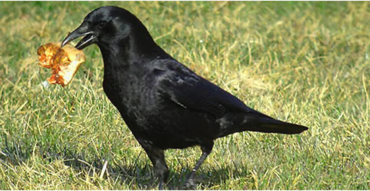 Τάιζε κοράκια στον κήπο της για χρόνια: Ποτέ δεν φανταζόταν τη συνέχεια (Photos)! !