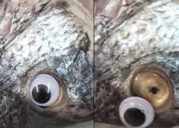 Iδιοκτήτης εστιατορίου: Κολλούσε ψεύτικα πλαστικά μάτια στα ψάρια για να φαίνονται φρέσκα