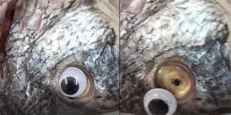 Iδιοκτήτης εστιατορίου: Κολλούσε ψεύτικα πλαστικά μάτια στα ψάρια για να φαίνονται φρέσκα
