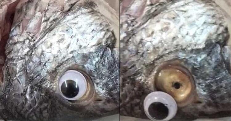 Iδιοκτήτης εστιατορίου: Κολλούσε ψεύτικα πλαστικά μάτια στα ψάρια για να φαίνονται φρέσκα